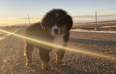 So You Got a Puppy